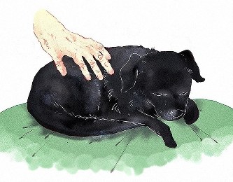 撫でられながら寝ている黒い犬の絵